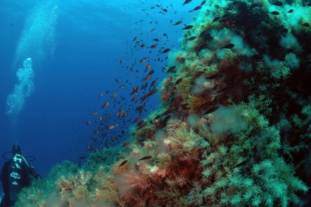  Buceo